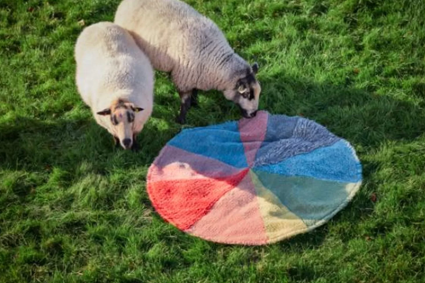 Pie Chart Rug^Donna Wilson Cheap